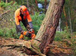 Why Choose Our Tree Removal Services in Wellton, AZ?