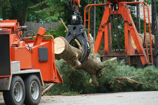 Trusted Wellton, AZ  Tree Services Experts