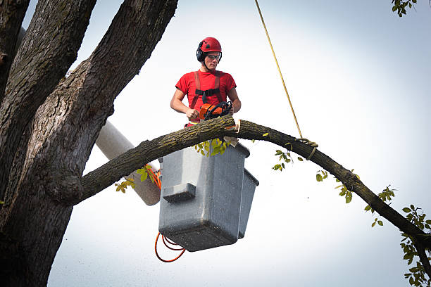 Tree and Shrub Care in Wellton, AZ